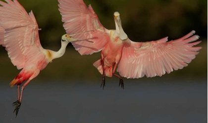 Picture of FL, TAMPA BAY TWO ROSEATE SPOONBILLS SQUABBLING