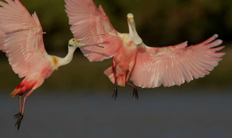 Picture of FL, TAMPA BAY TWO ROSEATE SPOONBILLS SQUABBLING