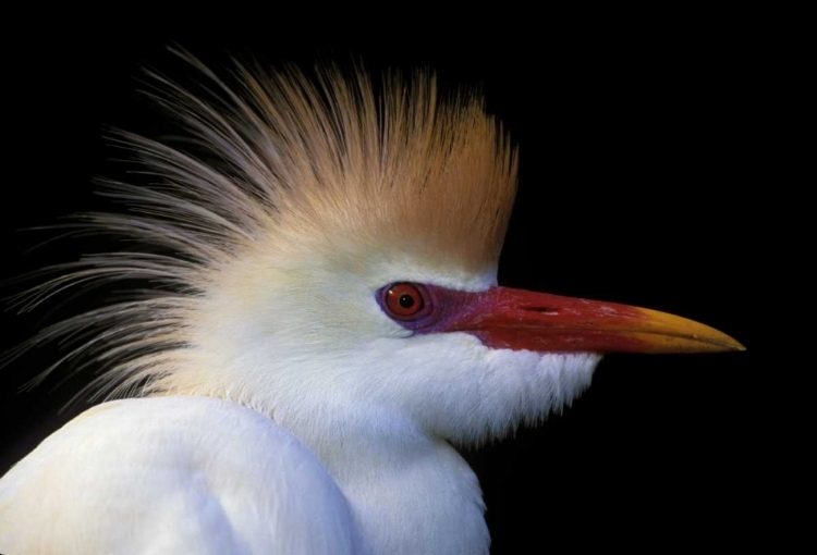 Picture of FL, ST AUGUSTINE CATTLE EGRET IN WHITE PLUMAGE