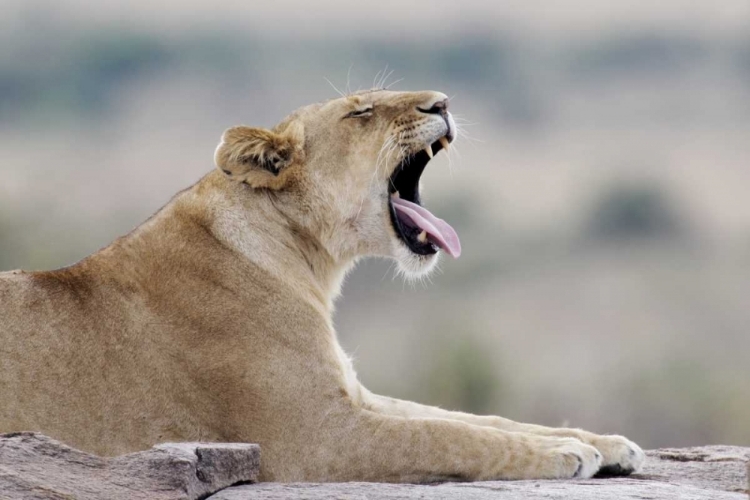 Picture of KENYA, MASAI MARA AFRICAN LIONESS YAWNS ON ROCK