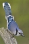 Picture of CANADA, RONDEAU PP INQUISITIVE BLUE JAY ON LIMB