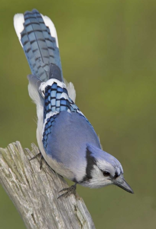 Picture of CANADA, RONDEAU PP INQUISITIVE BLUE JAY ON LIMB