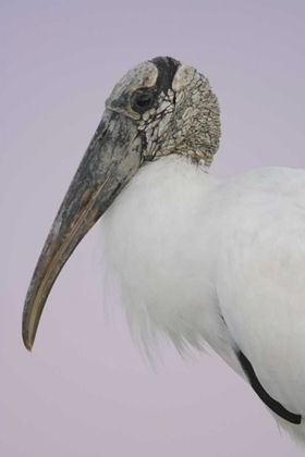 Picture of FL, FORT DE SOTO PARK PRE-DAWN FLASH WOOD STORK