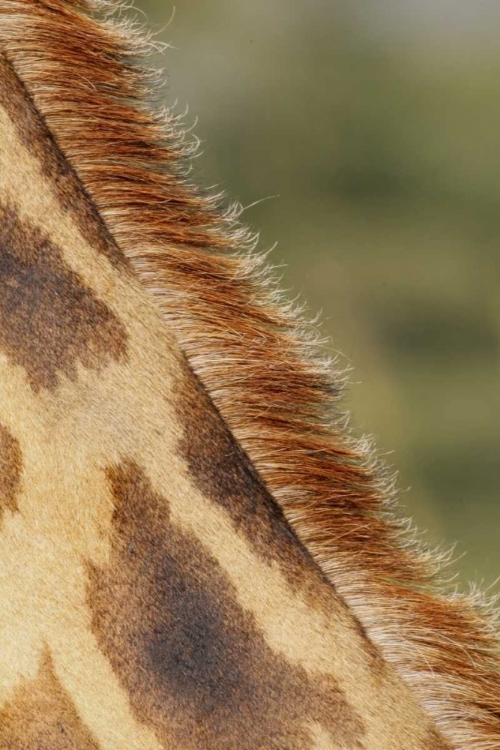 Picture of KENYA, NAKURU NP DETAIL OF ROTHSCHILDS GIRAFFE