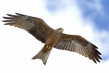 Picture of TANZANIA DETAIL OF YELLOW-BILLED KITE IN FLIGHT