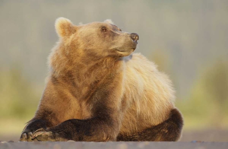 Picture of AK, LAKE CLARK NP, ADULT BROWN BEAR SNIFFING AIR