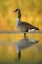 Picture of NY, NEW YORK CITY, QUEENS CANADA GOOSE IN WATER