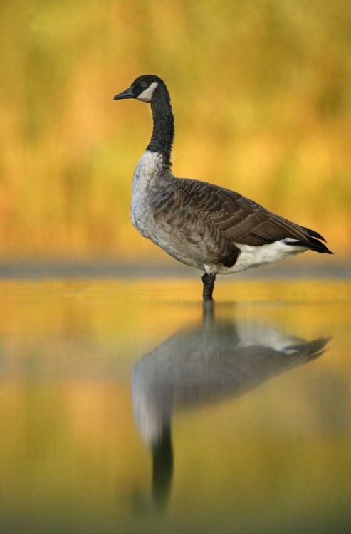 Picture of NY, NEW YORK CITY, QUEENS CANADA GOOSE IN WATER