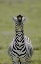 Picture of KENYA BURCHELLS ZEBRA EXHIBITS FLEHMEN DISPLAY