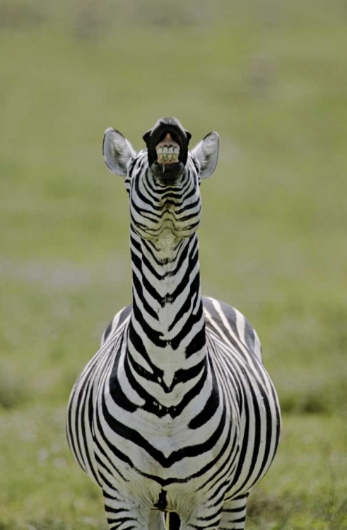 Picture of KENYA BURCHELLS ZEBRA EXHIBITS FLEHMEN DISPLAY