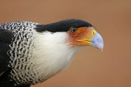 Picture of TX, LINN CRESTED CARACARA HEAD AGAINST RED DIRT
