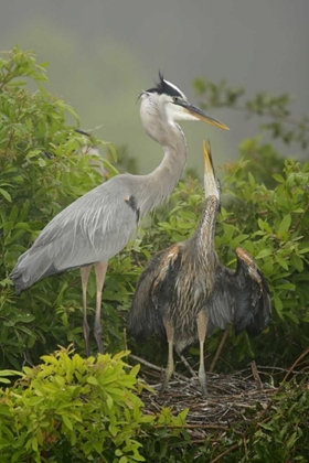 Picture of FL, SOUTH VENICE GREAT BLUE HERON FEEDING YOUNG