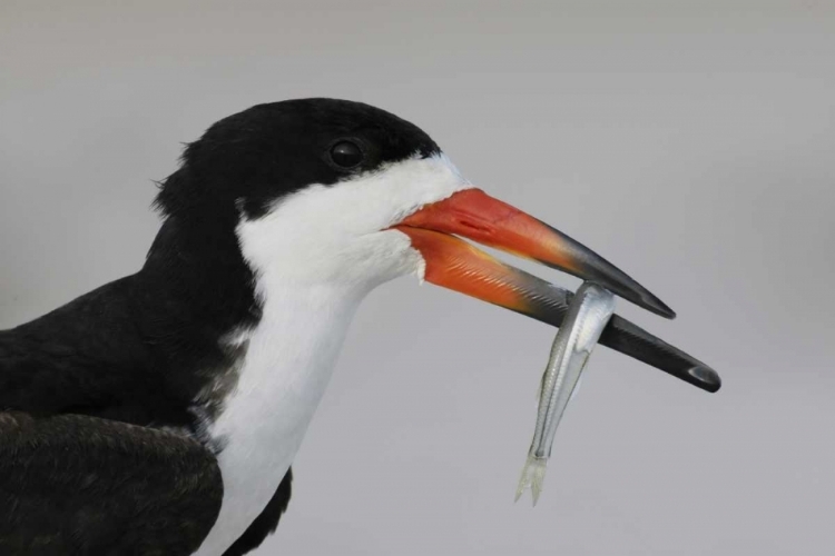 Picture of NY, NICKERSON BEACH, BLACK SKIMMER CARRYING FISH