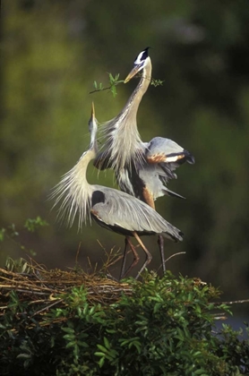 Picture of FL, SOUTH VENICE GREAT BLUE HERONS IN COURTSHIP
