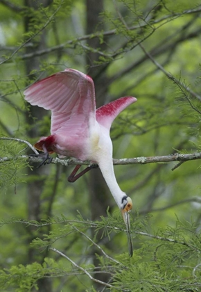 Picture of LOUISIANA, ROSEATE SPOONBILL STRETCHES IN A TREE