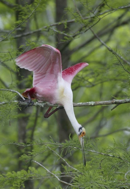 Picture of LOUISIANA, ROSEATE SPOONBILL STRETCHES IN A TREE