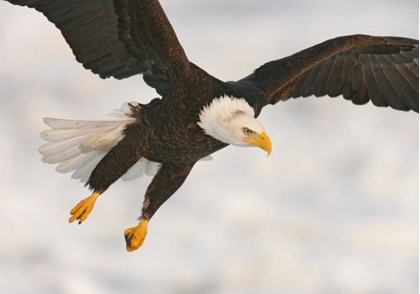 Picture of USA, ALASKA, HOMER BALD EAGLE IN LANDING POSTURE
