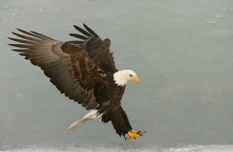 Picture of USA, ALASKA, HOMER BALD EAGLE IN LANDING POSTURE