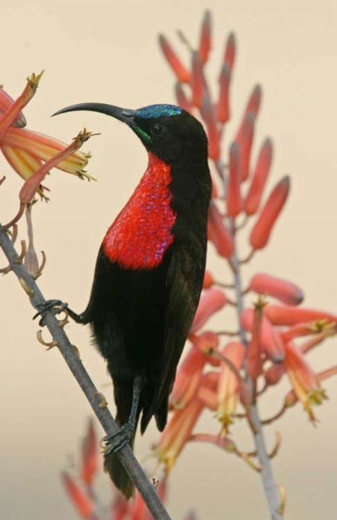 Picture of TANZANIA, NDUTU SCARLET-BREASTED SUNBIRD ON LIMB