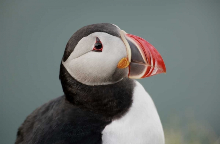 Picture of ICELAND, INGOLFSHOFDI PROFILE OF ATLANTIC PUFFIN