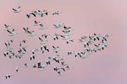 Picture of NEW MEXICO SNOW GEESE IN FLIGHT AGAINST PINK SKY