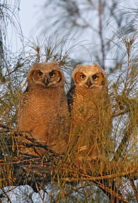 Picture of FL, DE SOTO GREAT HORNED OWLETS SIT ON TREE LIMB