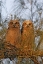 Picture of FL, DE SOTO GREAT HORNED OWLETS SIT ON TREE LIMB