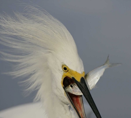 Picture of FL, SANIBEL HEAD SNOWY EGRET SWALLOWING BAITFISH