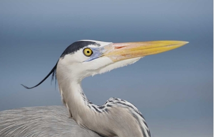 Picture of FL, SANIBEL GREAT BLUE HERON IN BREEDING PLUMAGE