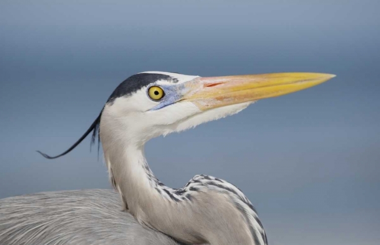 Picture of FL, SANIBEL GREAT BLUE HERON IN BREEDING PLUMAGE