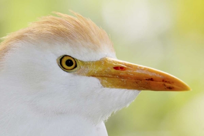 Picture of FL, LAKE KISSIMMEE PORTRAIT OF CATTLE EGRET HEAD