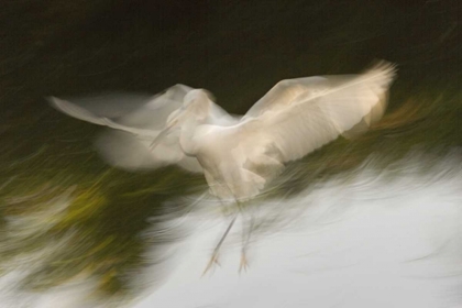 Picture of FL, ST AUGUSTINE ABSTRACT OF SNOWY EGRET LANDING