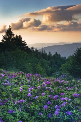 Picture of NORTH CAROLINA RHODODENDRONS IN THE MOUNTAINS