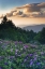 Picture of NORTH CAROLINA RHODODENDRONS IN THE MOUNTAINS