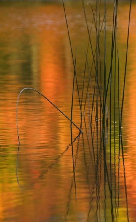Picture of MICHIGAN REEDS IN AUTUMN REFLECTIONS IN WATER
