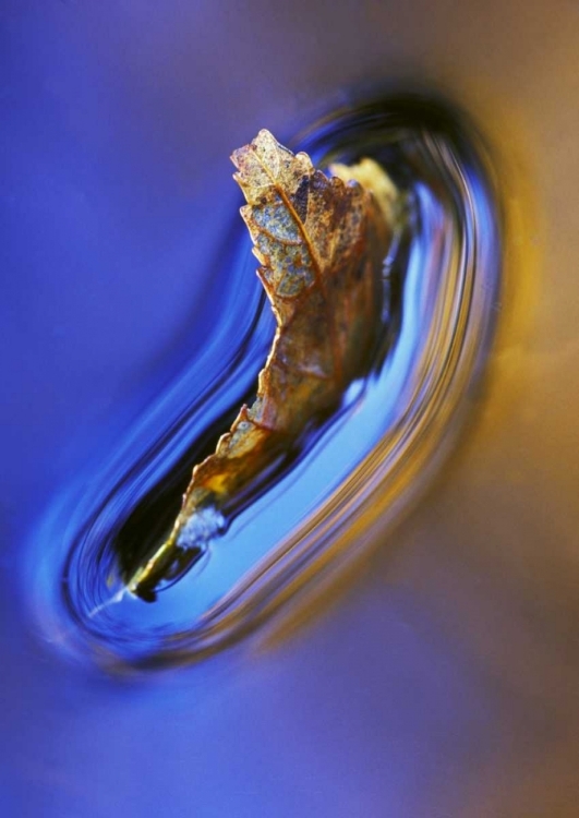 Picture of NH, FALL LEAF FLOATING IN STREAM IN REFLECTION