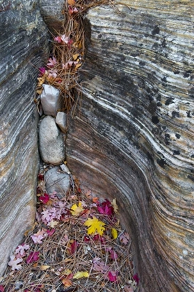 Picture of UT, ZION NP CANYON CREVICE WITH FALLEN LEAVES