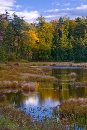 Picture of NY, ADIRONDACK MTS FOREST REFLECTIONS IN POND