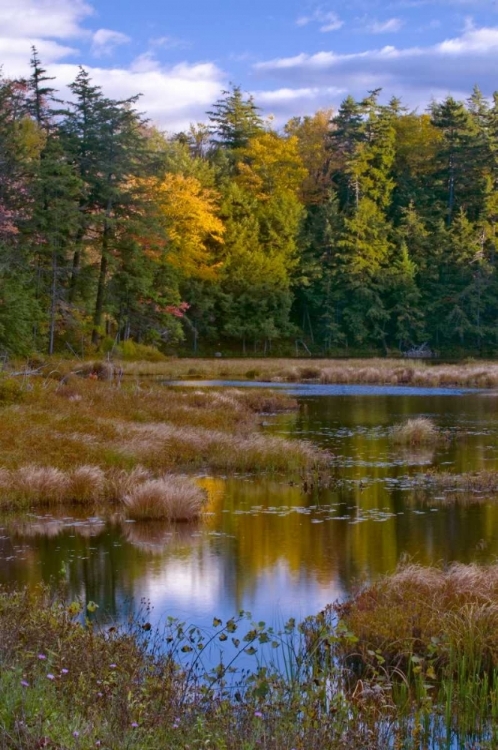 Picture of NY, ADIRONDACK MTS FOREST REFLECTIONS IN POND