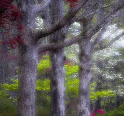 Picture of GA, IMPRESSIONISTIC TREES AND FLOWERING BUSHES