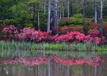 Picture of GA, IMPRESSIONISTIC TREES AND FLOWERING BUSHES