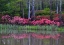 Picture of GA, IMPRESSIONISTIC TREES AND FLOWERING BUSHES