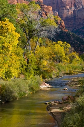 Picture of UT, ZION NP VIRGIN RIVER AND COTTONWOOD TREES