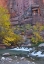 Picture of UT, ZION NP THE NARROWS WITH COTTONWOOD TREES
