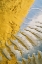 Picture of OR, SAND PATTERN AND CLOUD REFLECTION ON BEACH