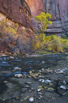 Picture of UT, ZION NP THE NARROWS WITH COTTONWOOD TREES