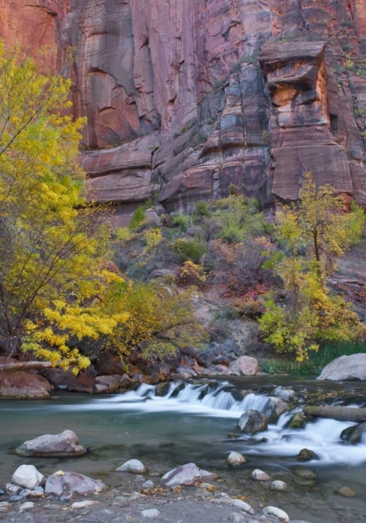 Picture of UT, ZION NP THE NARROWS WITH COTTONWOOD TREES