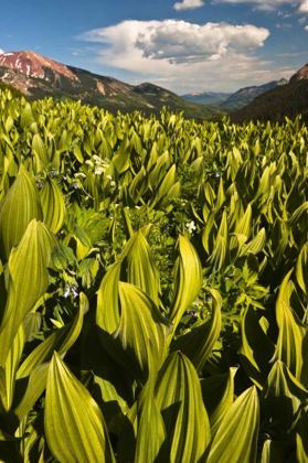 Picture of CO, CRESTED BUTTE CORN LILY FIELD AND FLOWERS