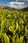 Picture of CO, CRESTED BUTTE CORN LILY FIELD AND FLOWERS