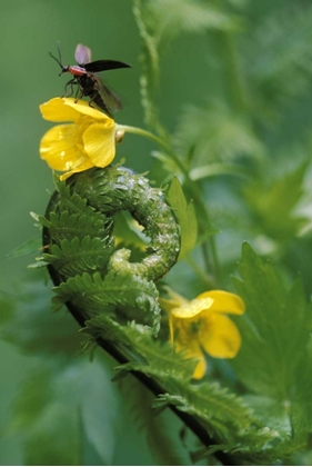 Picture of PA, LIGHTNING BUG TAKING FLIGHT ATOP BUTTERCUP